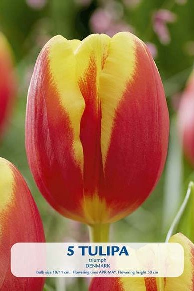 Tulpan Danmark 5-pakning